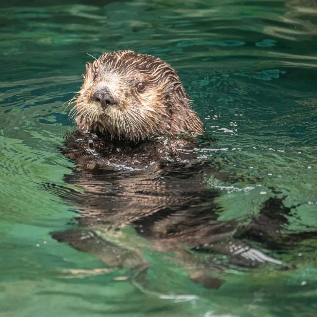 Nutria marina - cuadrada