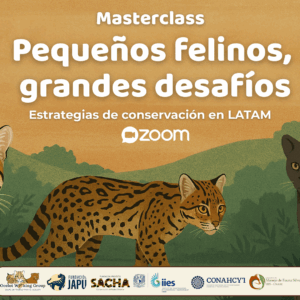 Pequeños felinos, grandes desafíos
